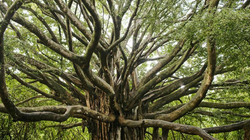 Jenis Pohon Beringin Simbol Kehidupan Punya Makna Mendalam