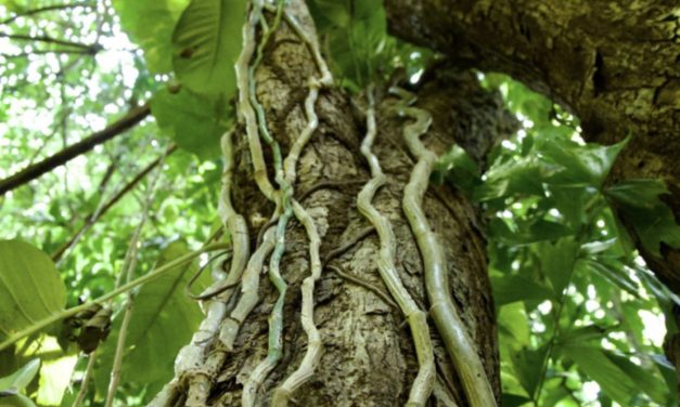 Tumbuhan Liana Tanaman Merambat Penghuni Hutan Tropis