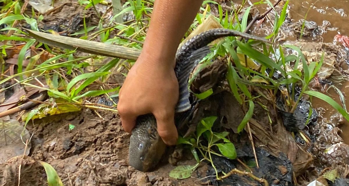 Ikan Sapu-Sapu: Manfaat dan Ancaman bagi Ekosistem Perairan