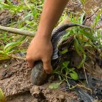 Ikan Sapu-Sapu: Manfaat dan Ancaman bagi Ekosistem Perairan