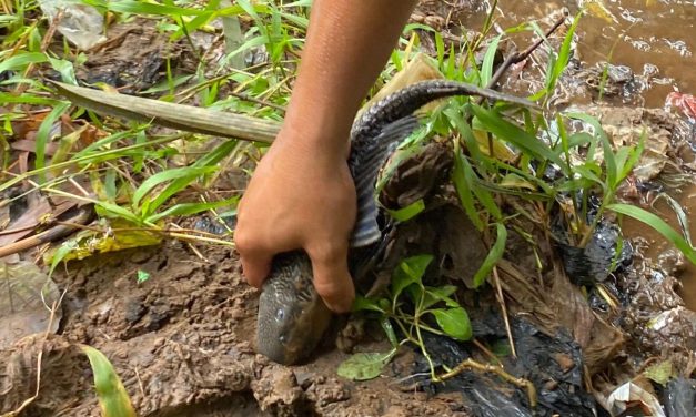Ikan Sapu-Sapu: Manfaat dan Ancaman bagi Ekosistem Perairan