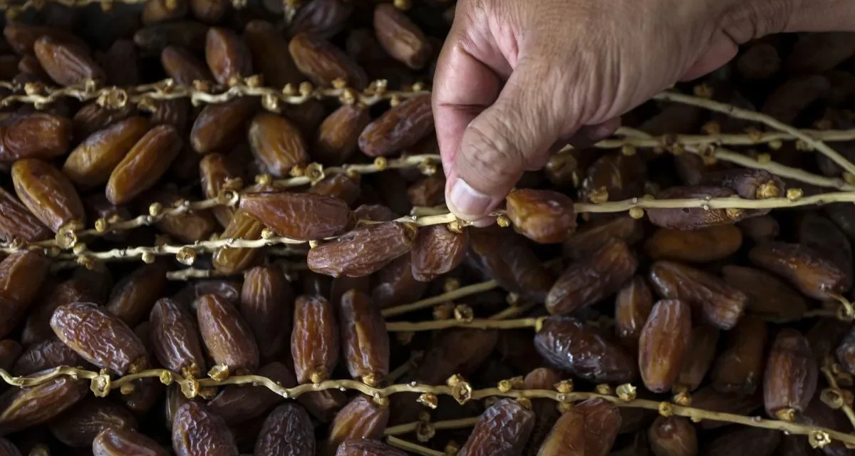 Kurma: Camilan Sehat untuk Energi dan Pencernaan