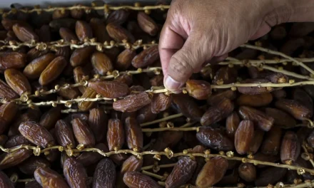 Kurma: Camilan Sehat untuk Energi dan Pencernaan