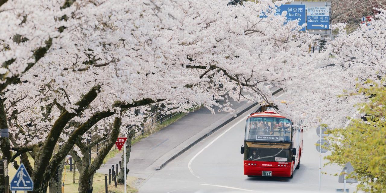Musim Sakura Jepang 2026: Panduan Hanami & Hotel