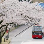 Musim Sakura Jepang 2026: Panduan Hanami & Hotel
