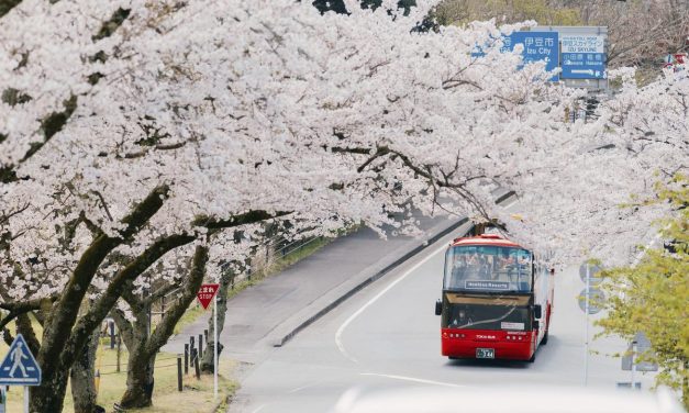 Musim Sakura Jepang 2026: Panduan Hanami & Hotel