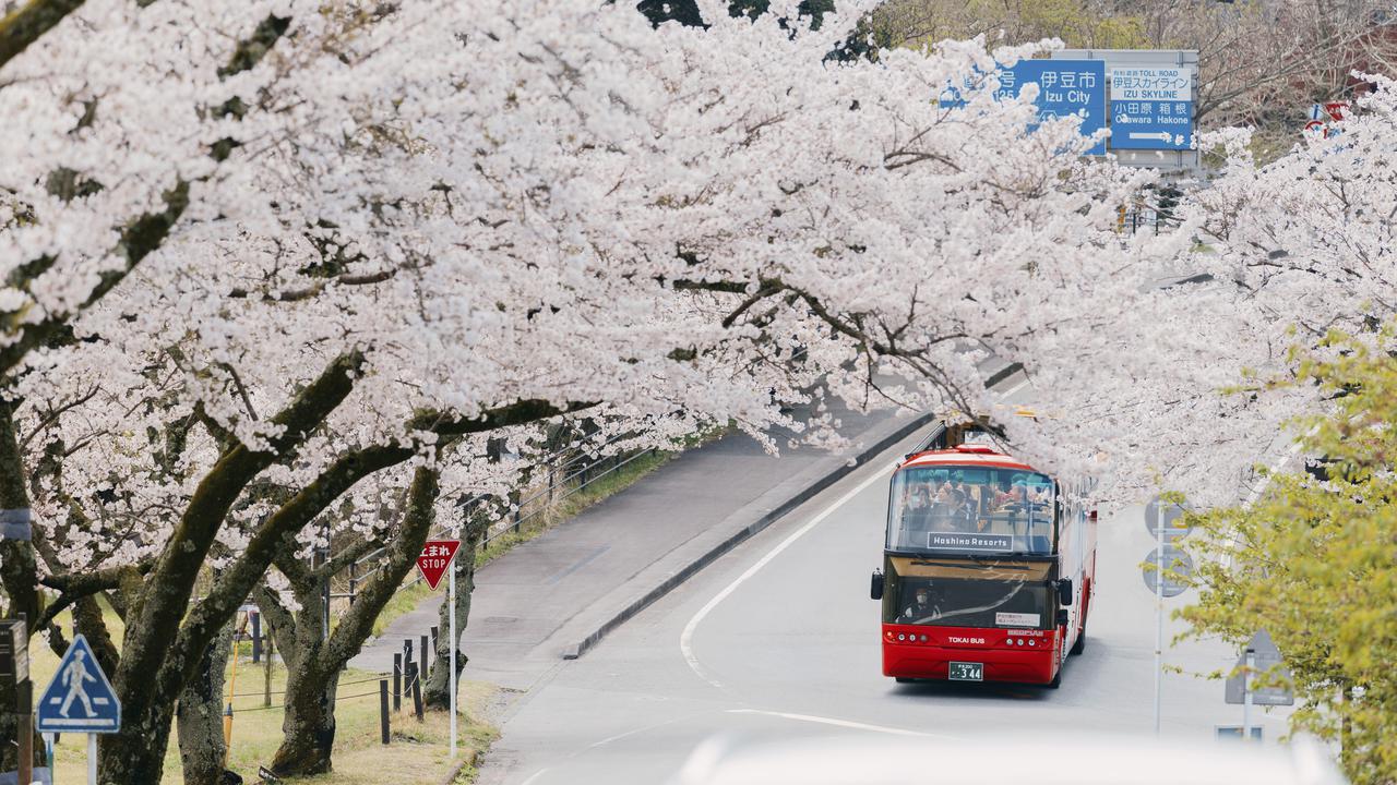 Musim Sakura Jepang 