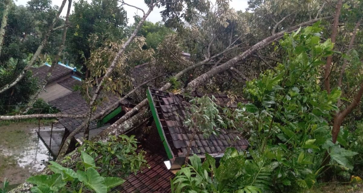 Hujan Angin di Karanganyar 71 Pohon Tumbang Warga Luka-Luka