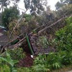 Hujan Angin di Karanganyar 71 Pohon Tumbang Warga Luka-Luka