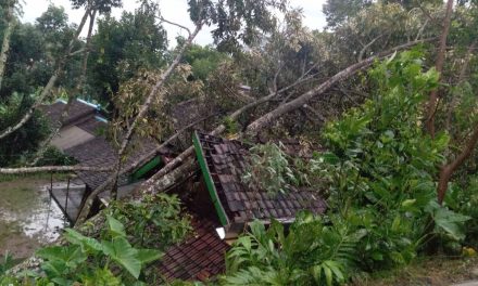 Hujan Angin di Karanganyar 71 Pohon Tumbang Warga Luka-Luka