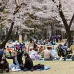 Inflasi Global Tradisi Hanami Jepang Kenaikan Biaya Wisata