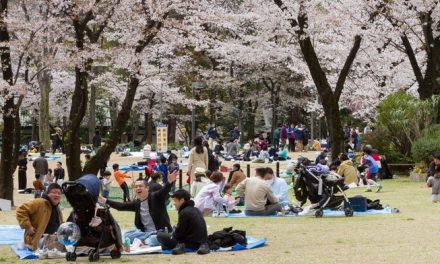 Inflasi Global Tradisi Hanami Jepang Kenaikan Biaya Wisata