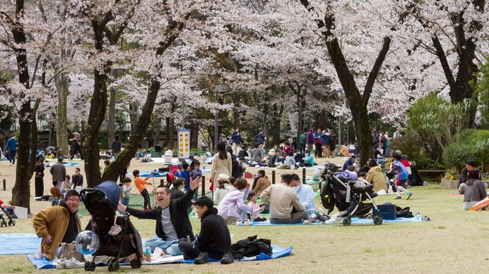 Inflasi Global Tradisi Hanami Jepang Kenaikan Biaya Wisata