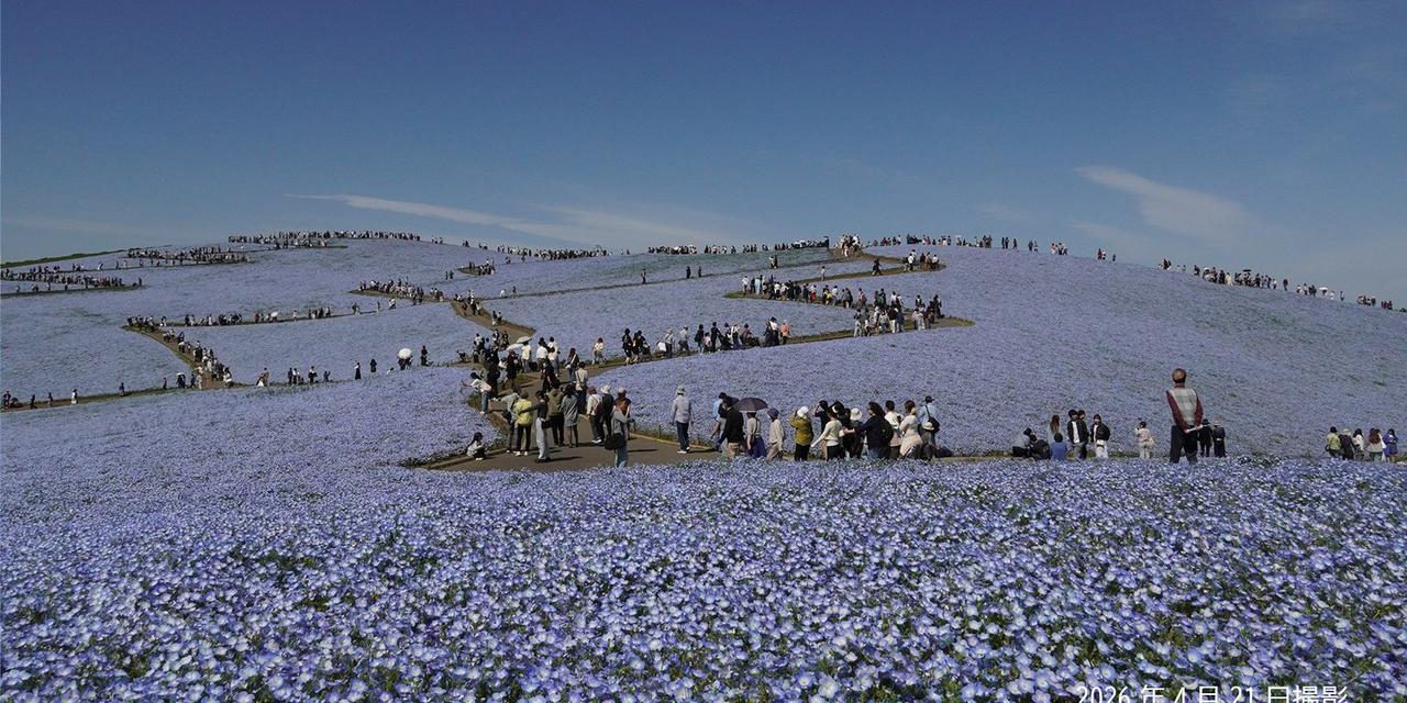Musim Nemophila Jepang 2026: Bunga Biru dHitachi Seaside Park