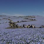 Musim Nemophila Jepang 2026: Bunga Biru dHitachi Seaside Park