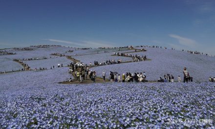 Musim Nemophila Jepang 2026: Bunga Biru dHitachi Seaside Park
