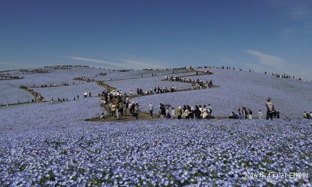 Musim Nemophila Jepang 2026: Bunga Biru dHitachi Seaside Park