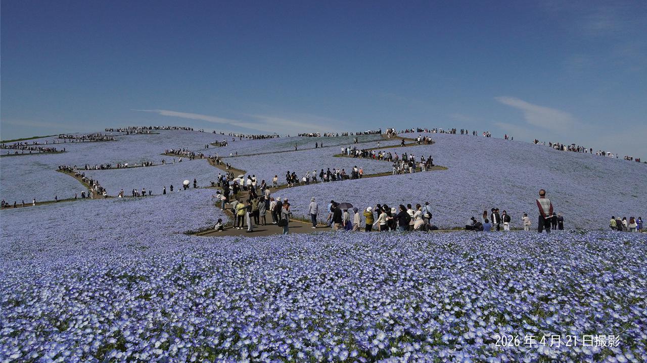 Musim Nemophila