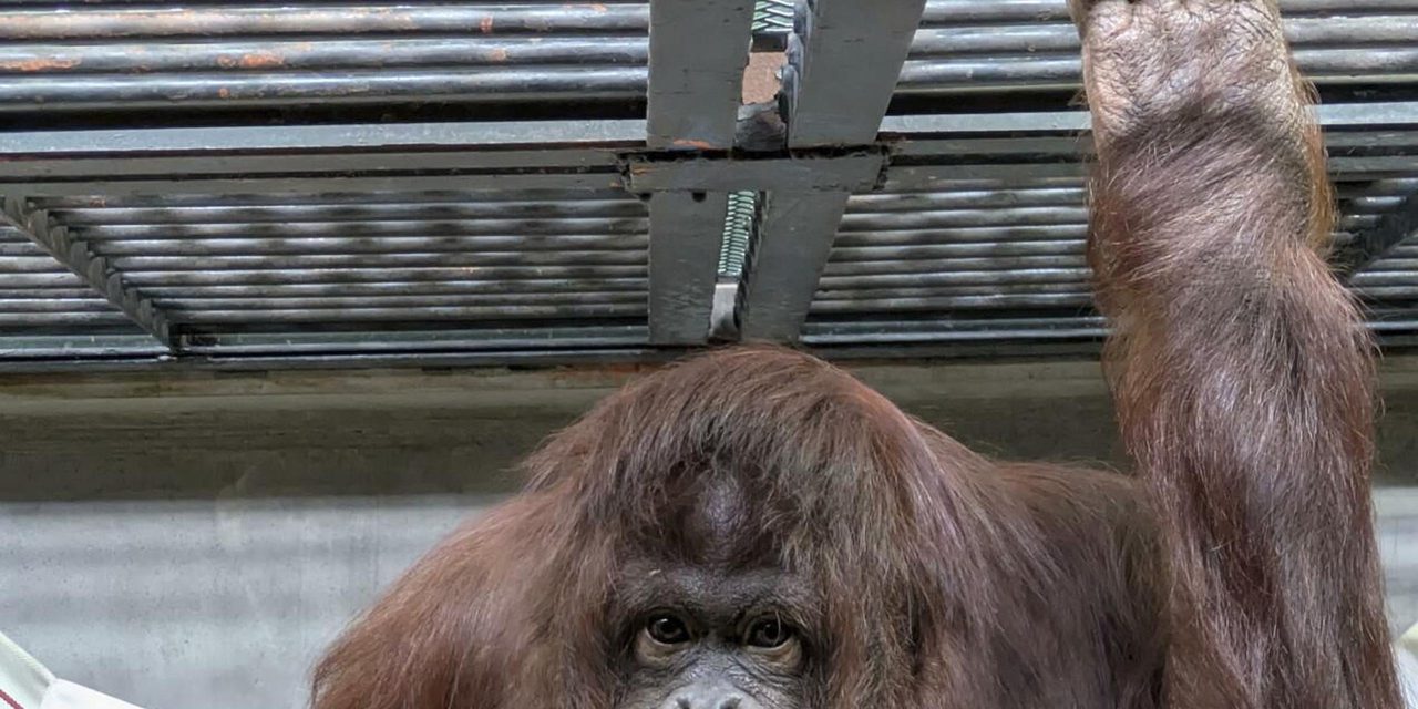 Kolaborasi Indonesia-Jepang Satwa Langka Orang Utan Komodo