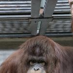 Kolaborasi Indonesia-Jepang Satwa Langka Orang Utan Komodo