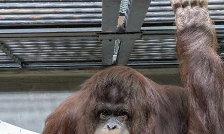 Kolaborasi Indonesia-Jepang Satwa Langka Orang Utan Komodo