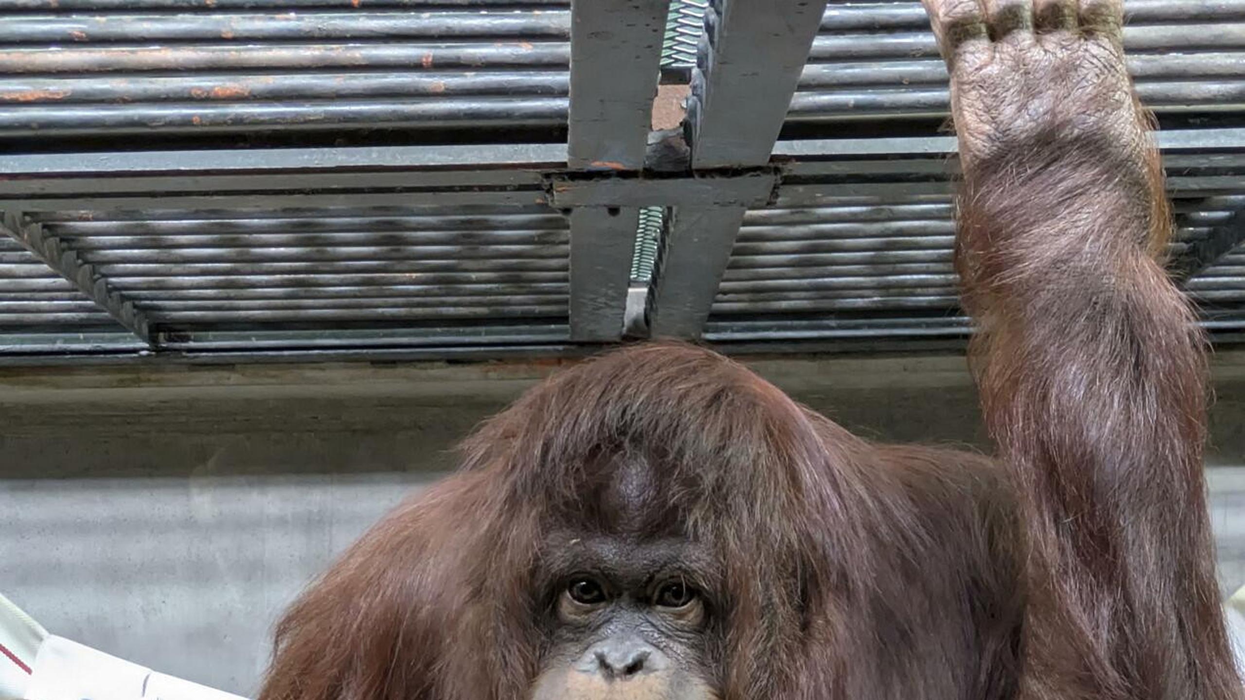 Kolaborasi Indonesia