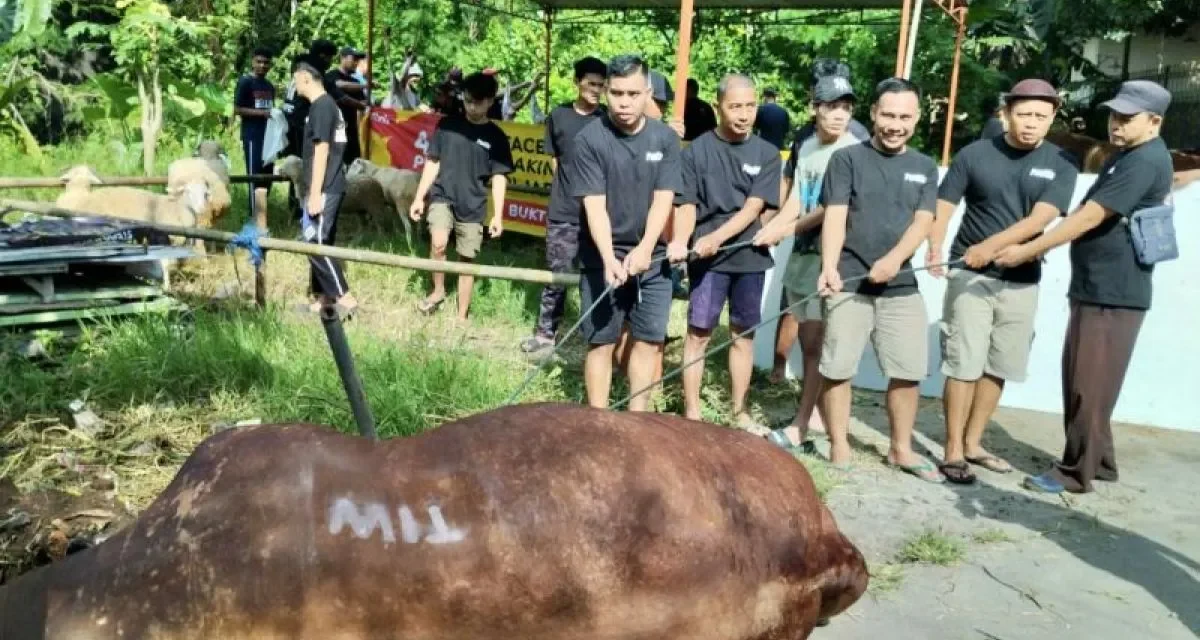 Sapi Kurban 1,1 Ton di Masjid Fatahillah Sleman 700 Kg Daging
