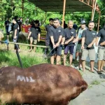 Sapi Kurban 1,1 Ton di Masjid Fatahillah Sleman 700 Kg Daging