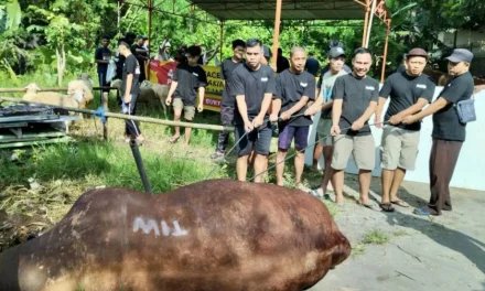 Sapi Kurban 1,1 Ton di Masjid Fatahillah Sleman 700 Kg Daging