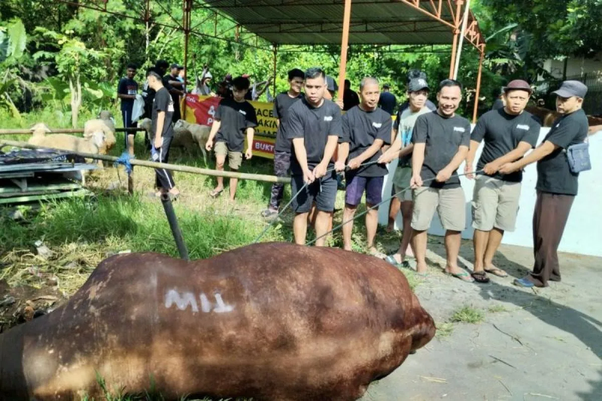 Sapi Kurban