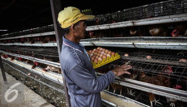 Harga Telur Anjlok, Program MBG Jadi Harapan Peternak Petelur