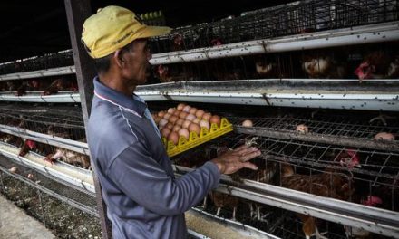 Harga Telur Anjlok, Program MBG Jadi Harapan Peternak Petelur