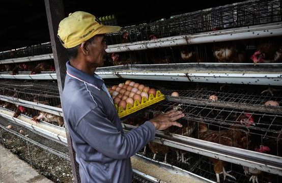 Harga Telur Anjlok, Program MBG Jadi Harapan Peternak Petelur