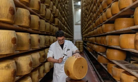 Gelombang Panas Italia Menekan Produksi Keju Parmigiano Reggiano